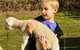 Diamond Forest Cottages And Farm Stay - thumb 1