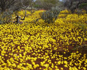 Yalgoo Caravan Park - Tourism Brisbane 3