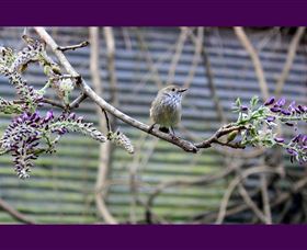 MossGrove Bed And Breakfast - Tourism Brisbane 2