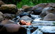 Nightfall Wilderness Camp - thumb 3