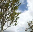 Glen Villa Resort and Tourist Park Casino - Tourism Brisbane