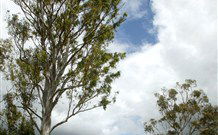 Glen Villa Resort And Tourist Park Casino - Tourism Brisbane 0