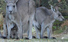 Myola Tourist Resort Caravan Park - Tourism Brisbane 2