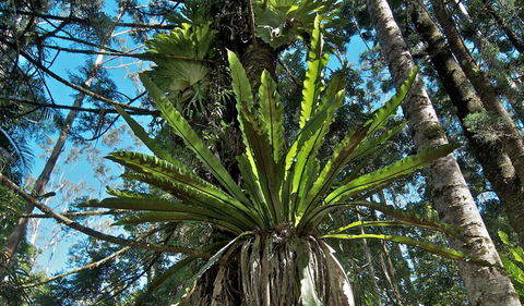 Rummery Park Campground - Tourism Brisbane 0