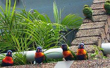 Aquajet Motel - Coffs Harbour - Brisbane 4u 4