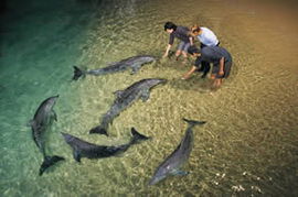 Moreton Island QLD Tourism Brisbane