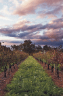 Lamonts Winery, Restaurant & Gallery - Brisbane 4u 0