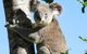 Esk Caravan Park And Rail Trail Motel - thumb 5