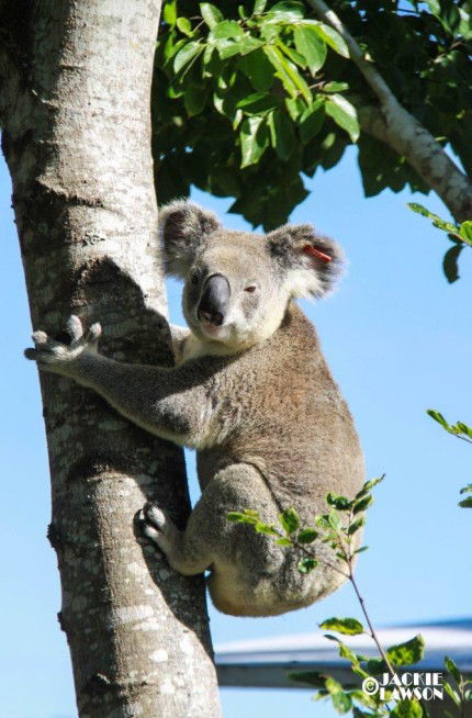 Esk Caravan Park And Rail Trail Motel - Brisbane Tourism 5