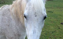 Eaglewood B And B And Farmstay - Tourism Brisbane 0