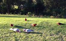 Eaglewood B And B And Farmstay - Tourism Brisbane 3