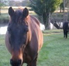 Reynella Kosciusko Rides Accommodation - Brisbane 4u