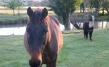 Reynella Kosciusko Rides Accommodation - Tourism Brisbane 0