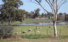 Yamba Farmstay - Tourism Brisbane 5