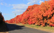 Yamba Farmstay - Tourism Brisbane 4