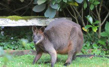 Bellawongarah At Berry - Tourism Brisbane 6