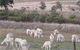Glendalough Alpacas Bed And Breakfast - thumb 4