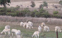 Glendalough Alpacas Bed And Breakfast - Brisbane 4u 4