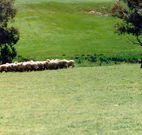 Gooromon Park Cottages - Brisbane 4u