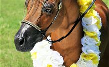 Hunter Valley Macadamia Lodge - Brisbane 4u 3