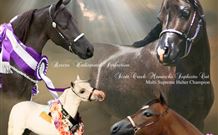 Hunter Valley Macadamia Lodge - Brisbane 4u 2