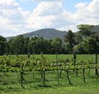Jessica's Guest House and Vineyard - Tourism Brisbane