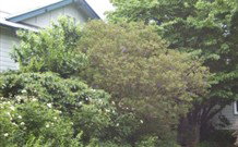 Tree Tops Guesthouse - Tourism Brisbane 1