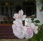 White House Heritage Guesthouse - Brisbane Tourism