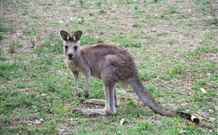 Calurla Chalets And Cottages - Tourism Brisbane 1