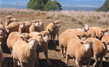 Dairy Flat Farm Holiday - Brisbane 4u 3