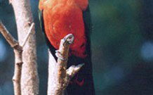 Moffat Falls Lodge, Cottages And Cabins - Tourism Brisbane 2