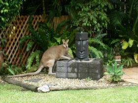 Bluewater Bed And Breakfast Cairns - Tourism Brisbane 3