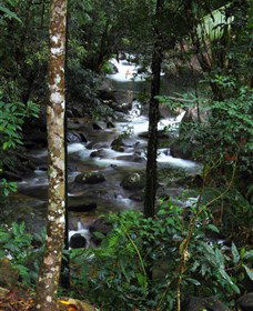 Daintree Secrets Waterfall Sanctuary - Tourism Brisbane 1