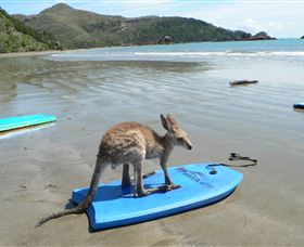Cape Hillsborough Nature Tourist Park - Brisbane Tourism 3