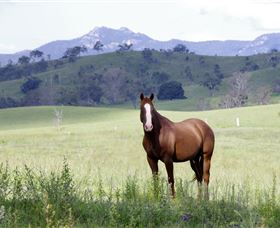 Marchioness Farmstay - Brisbane Tourism 1