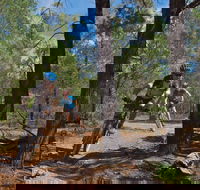 Back Yamma State Forest - Tourism Brisbane