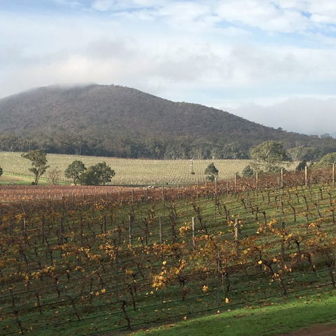Sanguine Estate - Tourism Brisbane 44