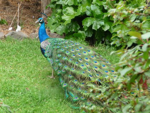 Eurambeen Historic Homestead And Gardens - Tourism Brisbane 4