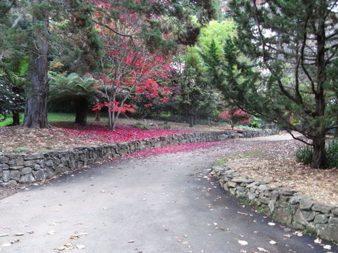 The Jungle Lodge, Blue Mountains Botanic Gardens - Tourism Brisbane 5