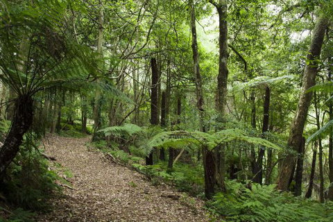 The Jungle Lodge, Blue Mountains Botanic Gardens - Tourism Brisbane 7