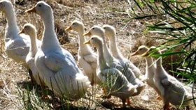 Wistow SA Tourism Brisbane