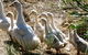 Duck Duck Goose Bed And Breakfast - thumb 0