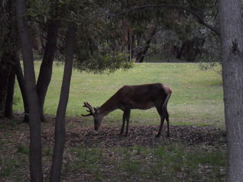 Grampians Chalets - Brisbane Tourism 1