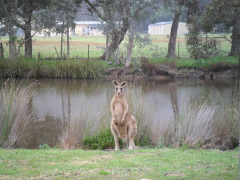 Grampians Chalets - Brisbane Tourism 4