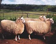 Camerons Farmstay - Tourism Brisbane 2
