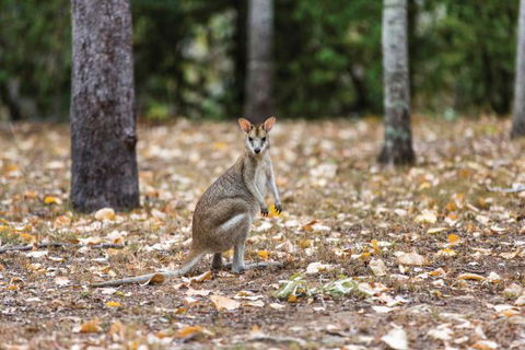 Carnarvon National Park Camping - Brisbane 4u 2