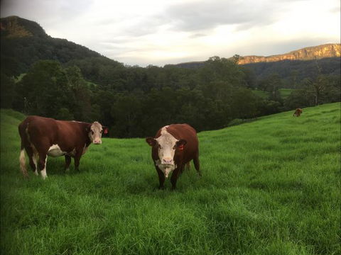 Amaroo Valley Springs - Brisbane 4u 2