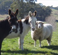 Avaleigh Elms Farmstay - Tourism Brisbane