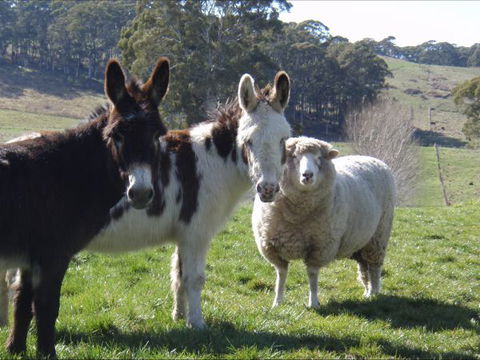 Avaleigh Elms Farmstay - Brisbane 4u 0