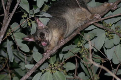 Bush Oasis Caravan Park - Brisbane Tourism 6